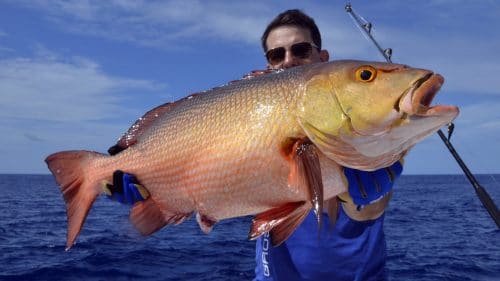 Red snapper on baiting by xavier - www.rodfishingclub.com - Rodrigues - Mauritius - Indian Ocean