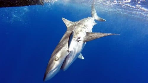 Requin pointe blanche en peche a la traine sur un rapala - www.rodfishingclub.com - Rodrigues - Maurice - Ocean Indien