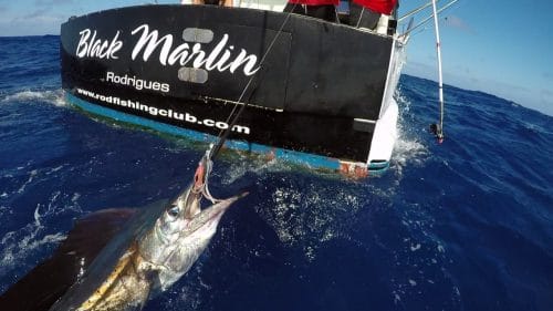 Voilier pris en peche a la traine - www.rodfishingclub.com - Rodrigues - Maurice - Ocean Indien