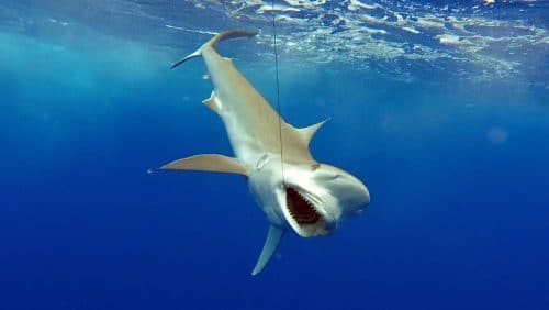 Whitetip shark on baiting - www.rodfishingclub.com - Rodrigues - Mauritius - Indian Ocean