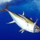 Yellowfin tuna on a rapala X Rap - www.rodfishingclub.com - Rodrigues - Mauritius - Indian Ocean