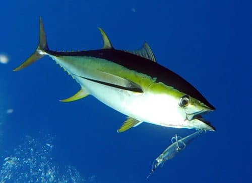 Yellowfin tuna on trolling on a williamson speed pro deep - www.rodfishingclub.com - Rodrigues - Mauritius - Indian Ocean