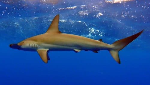 Hammerhead shark - www.rodfishingclub.com - Rodrigues - Mauritius - Indian Ocean