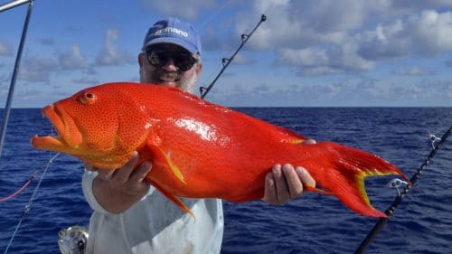 Moontail sea bass on baiting - www.rodfishingclub.com - Rodrigues - Mauritius - Indian Ocean