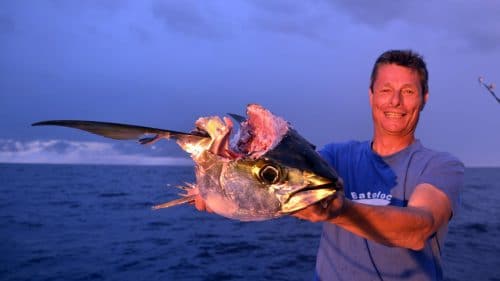 Yellowfin tuna attacked by shark - www.rodfishingclub.com - Rodrigues - Mauritius - Indian Ocean