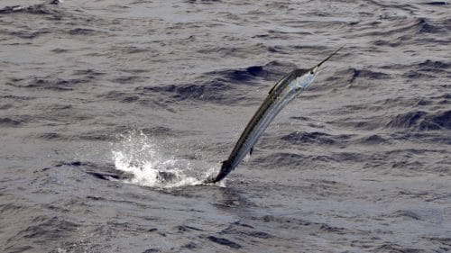 Espadon voilier en peche a la traine - www.rodfishingclub.com - Rodrigues - Maurice - Océan Indien