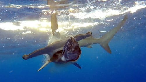 Teasing a hammerhead shark - www.rodfishingclub.com - Rodrigues - Mauritius - Indian Ocean