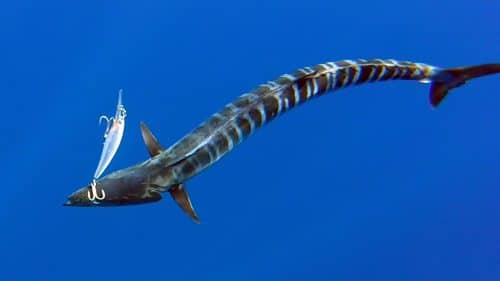 Wahoo en peche a la traine sur rapala x rap - www.rodfishingclub.com - Rodrigues - Maurice - Ocean Indien