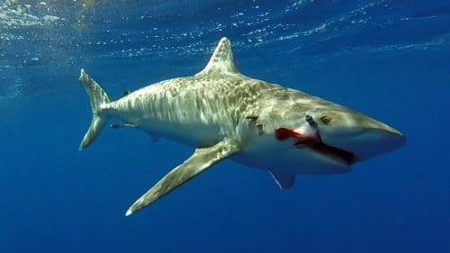 Whitetip shark before releasing - www.rodfishingclub.com - Rodrigues - Mauritius - Indian Ocean