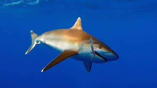 Whitetip shark on trolling on a rapala X Rap - www.rodfishingclub.com - Rodrigues - Mauritius - Indian Ocean