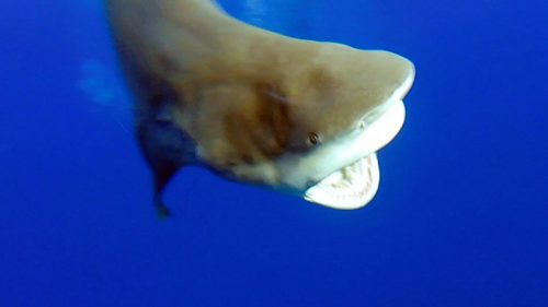 Angry bull shark on baiting released by Yazad - www.rodfishingclub.com - Rodrigues - Mauritius - Indian Ocean