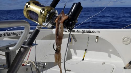 Bait for swordfish - www.rodfishingclub.com - Rodrigues - Mauritius - Indian Ocean