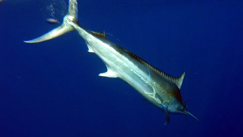 Black marlin before release- www.rodfishingclub.com - Rodrigues - Mauritius - Indian Ocean