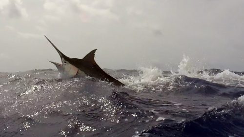 Black marlin jumping - www.rodfishingclub.com - Rodrigues - Mauritius - Indian Ocean