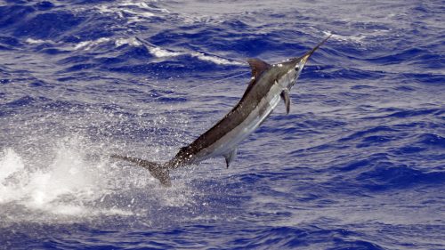 Blue marlin on trolling - www.rodfishingclub.com - Rodrigues - Mauritius - Indian Ocean