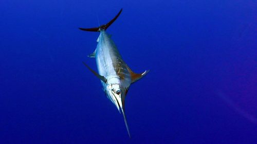 Blue marlin on trolling - www.rodfishingclub.com - Rodrigues - Mauritius - Indian Ocean