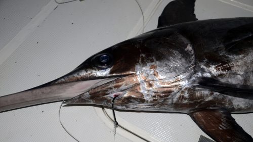 Hamecon pique sur un xiphias - www.rodfishingclub.com - Rodrigues - Maurice - Ocean Indien