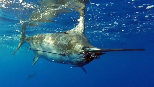 Marlin bleu au bateau - www.rodfishingclub.com - Rodrigues - Maurice - Ocean Indien