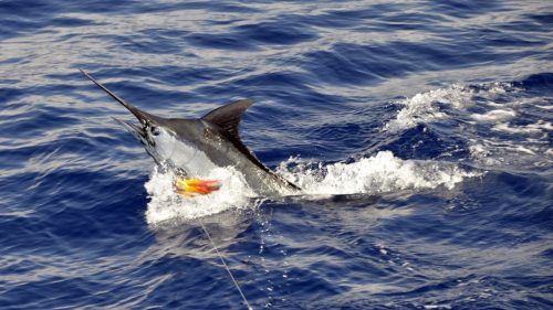 Marlin bleu en peche a la traine - www.rodfishingclub.com - Rodrigues - Maurice - Océan Indien