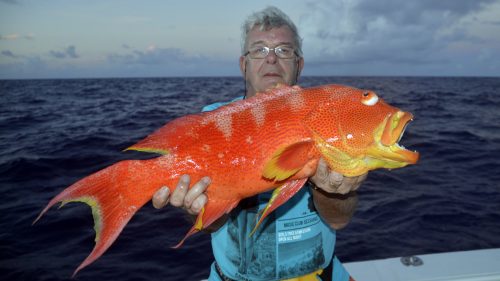 Moontail sea bass on baiting by Momo - www.rodfishingclub.com - Rodrigues - Mauritius - Indian Ocean