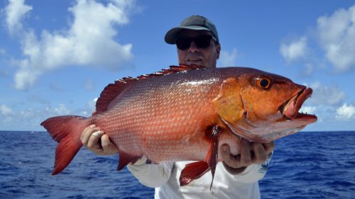 Red snapper on baiting released by Jonas - www.rodfishingclub.com - Rodrigues - Mauritius - Indian Ocean