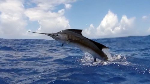 Sailfish on trolling - www.rodfishingclub.com - Rodrigues - Mauritius - Indian Ocean