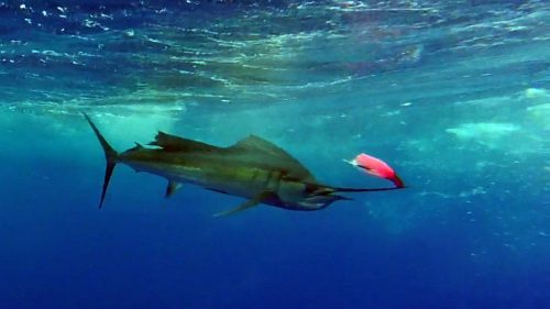 Sailfish released on trolling - www.rodfishingclub.com - Rodrigues - Mauritius - Indian Ocean
