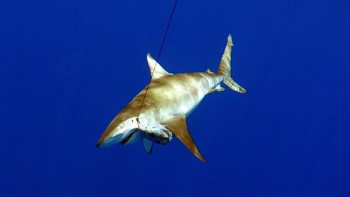 Shark on baiting - www.rodfishingclub.com - Rodrigues - Mauritius - Indian Ocean