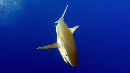 Shark on baiting - www.rodfishingclub.com - Rodrigues - Mauritius - Indian Ocean
