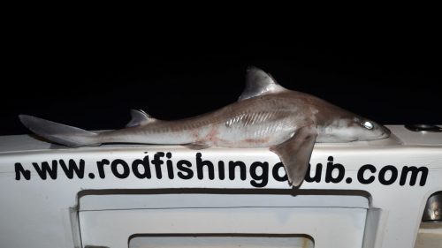 Sharky from the high deep - www.rodfishingclub.com - Rodrigues - Mauritius - Indian Ocean