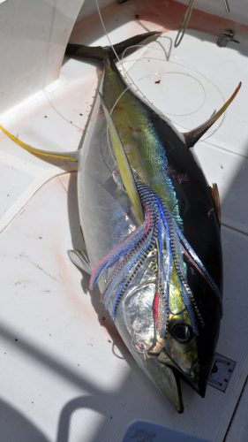 Yellowfin tuna on trolling on a black bart lure - www.rodfishingclub.com - Rodrigues - Mauritius - Indian Ocean