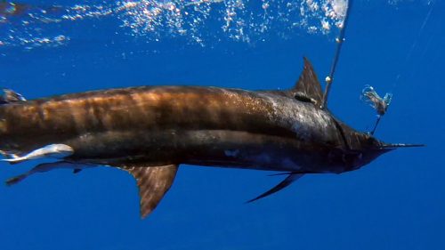 tag satellite sur marlin bleu - www.rodfishingclub.com - Rodrigues - Maurice - Ocean Indien