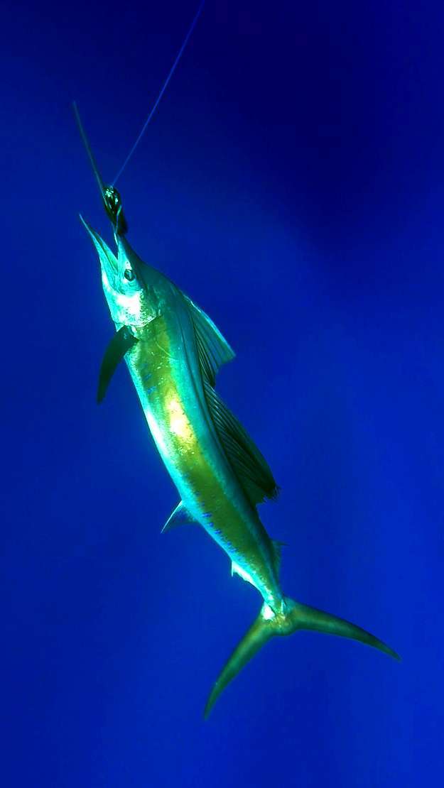 sailfish released - www.rodfishingclub.com - Rodrigues - Mauritius - Indian Ocean